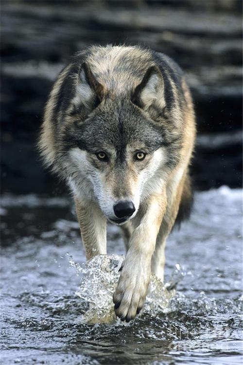 来自北方的狼